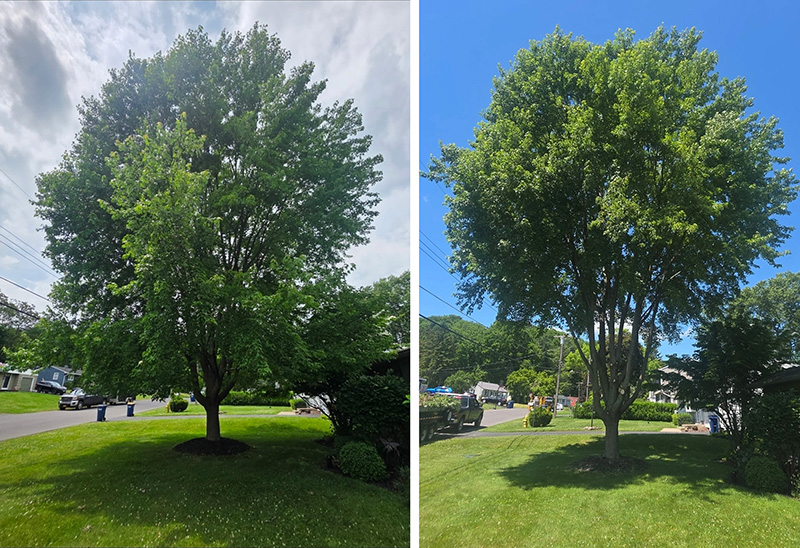 Tree Trimming Syracuse NY
